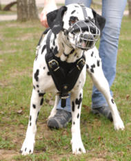 Leather dog harness,wire basket dog muzzle,leather training dog collars