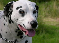 chain dog collars, prong dog collars, training dog collars, curogan fur saver dog collars, herm sprenger dog collars for dalmatian