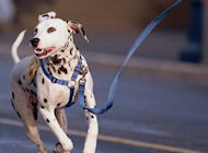 dog leashes, leather dog leashes, nylon dog leashes