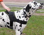 Nylon multi-purpose dog harness for tracking / pulling Dalmatian