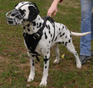 Leather Dog Harness- Dalmatian
