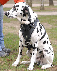 Padde Leather Dog Harness- Dalmatian harness