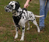 dog muzzle and dog harness for Dalmatian