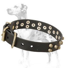 Decorated  Dalmatian dog collar for     walking