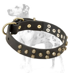 Leather Dalmatian dog collar with brass fittings