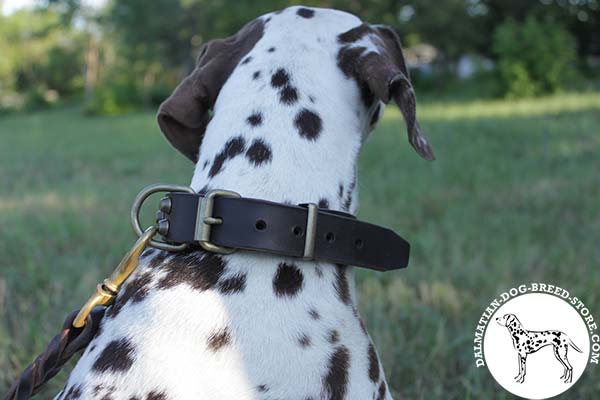 Faddy leather Dalmatian collar with brass fittings