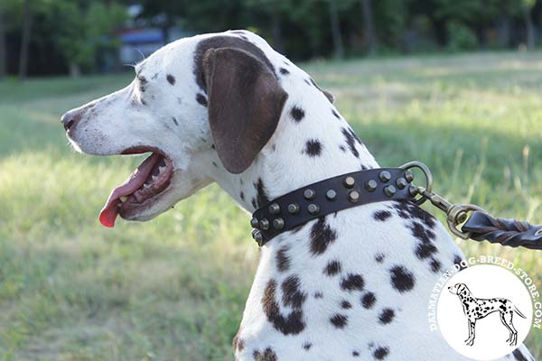 Chic leather Dalmatian collar with reliable buckle and D-ring