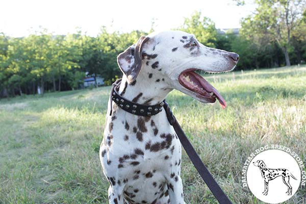 Comfy leather canine collar for Dalmatian