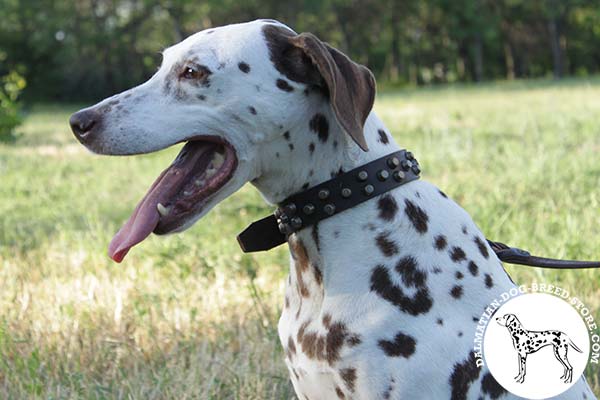 Exceptional leather canine collar for Dalmatian with brass pyramids