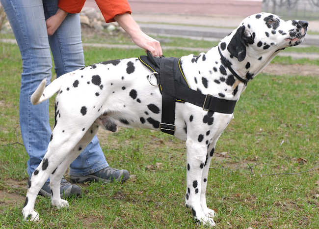 nylon dog harness with handle for dalmatian