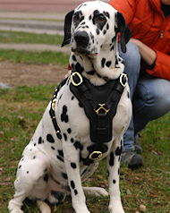 Exclusive Luxury Handcrafted Padded Leather Dog Harness