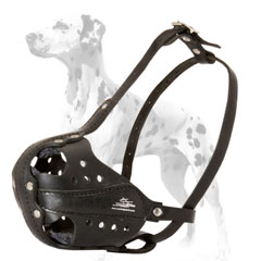 Dog muzzle for Dalmatians for training 

sessions