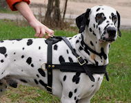 Dalmatian dog harness, nylon harnesses, leather harnesses for Dalmatian