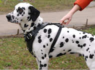 Dalmatian leather dog harness